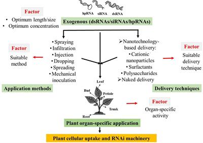 Application of Exogenous dsRNAs-induced RNAi in Agriculture: Challenges and Triumphs